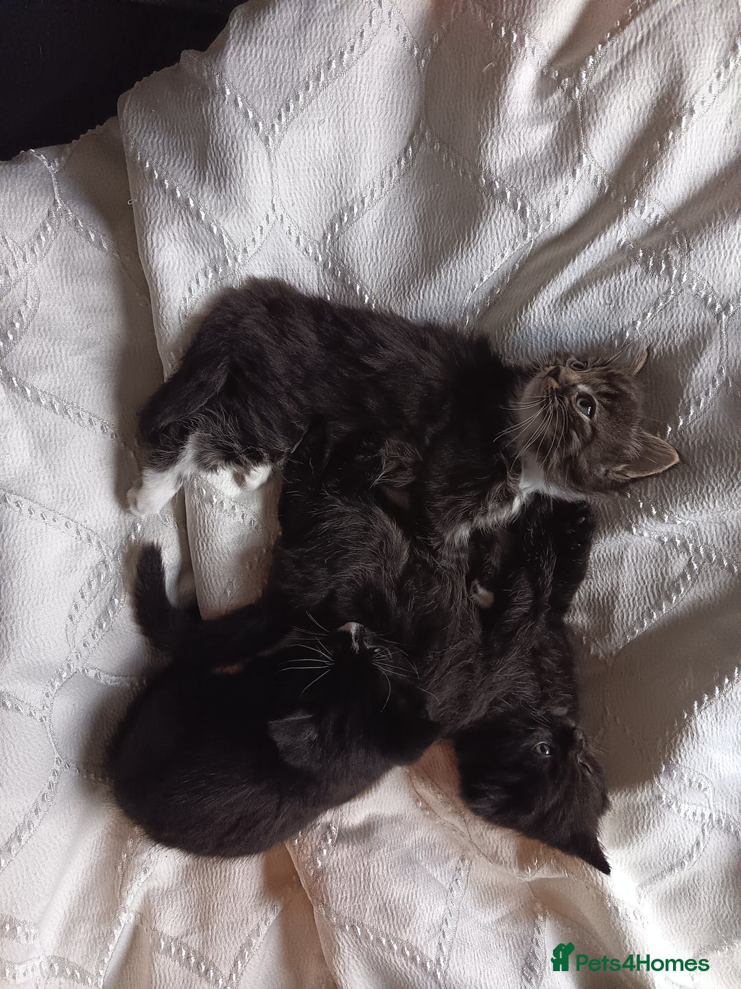 Mixed Breed cats for sale: 4 beautiful kittens - Advert 9