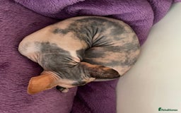 Sphynx cats for sale: Sphynx female 2 years old intact  - Image 10