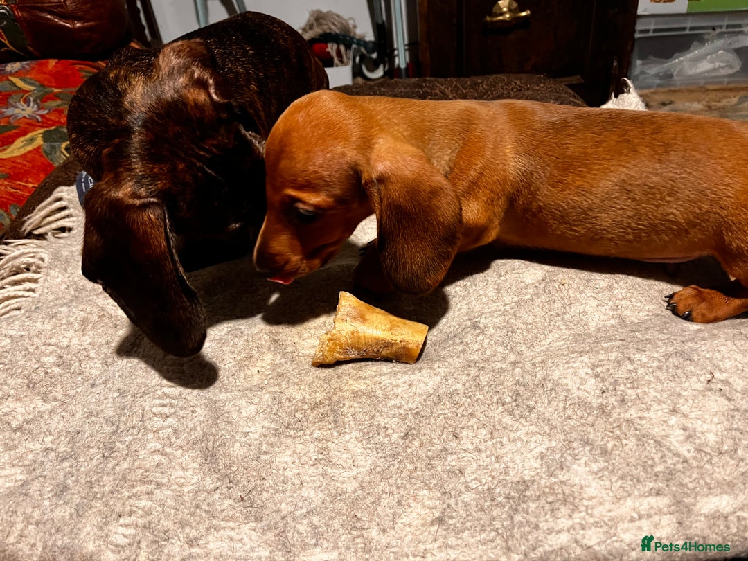Dachshund dogs for sale: KC REG STANDARD SMOOTH HAIR DACHSHUND MALE PUPS - Advert 5