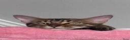 Bengal cats for sale: Female Bengal cat Fifi - Advert 11