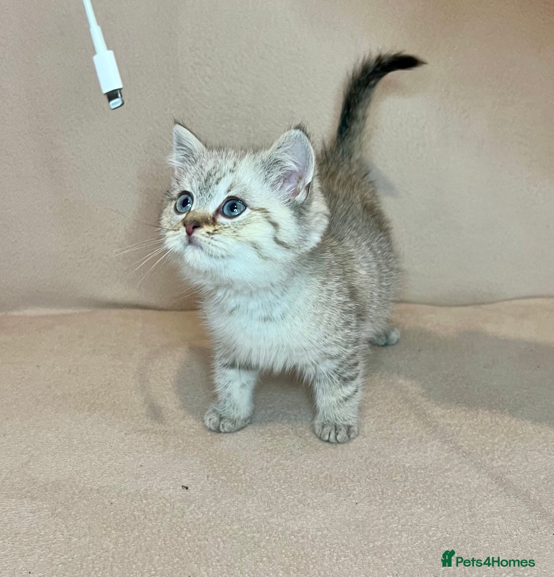 British Shorthair cats for sale: 🐾BSH Golden Kittens🐾  - Advert 15