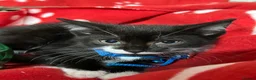 British Shorthair cats for sale: Beautiful Kittens for sale - Advert 6