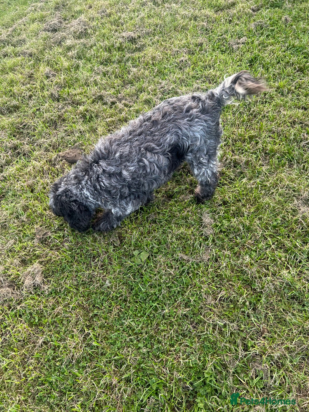 Cockapoo dogs for sale: Female cockapoo - Image 2