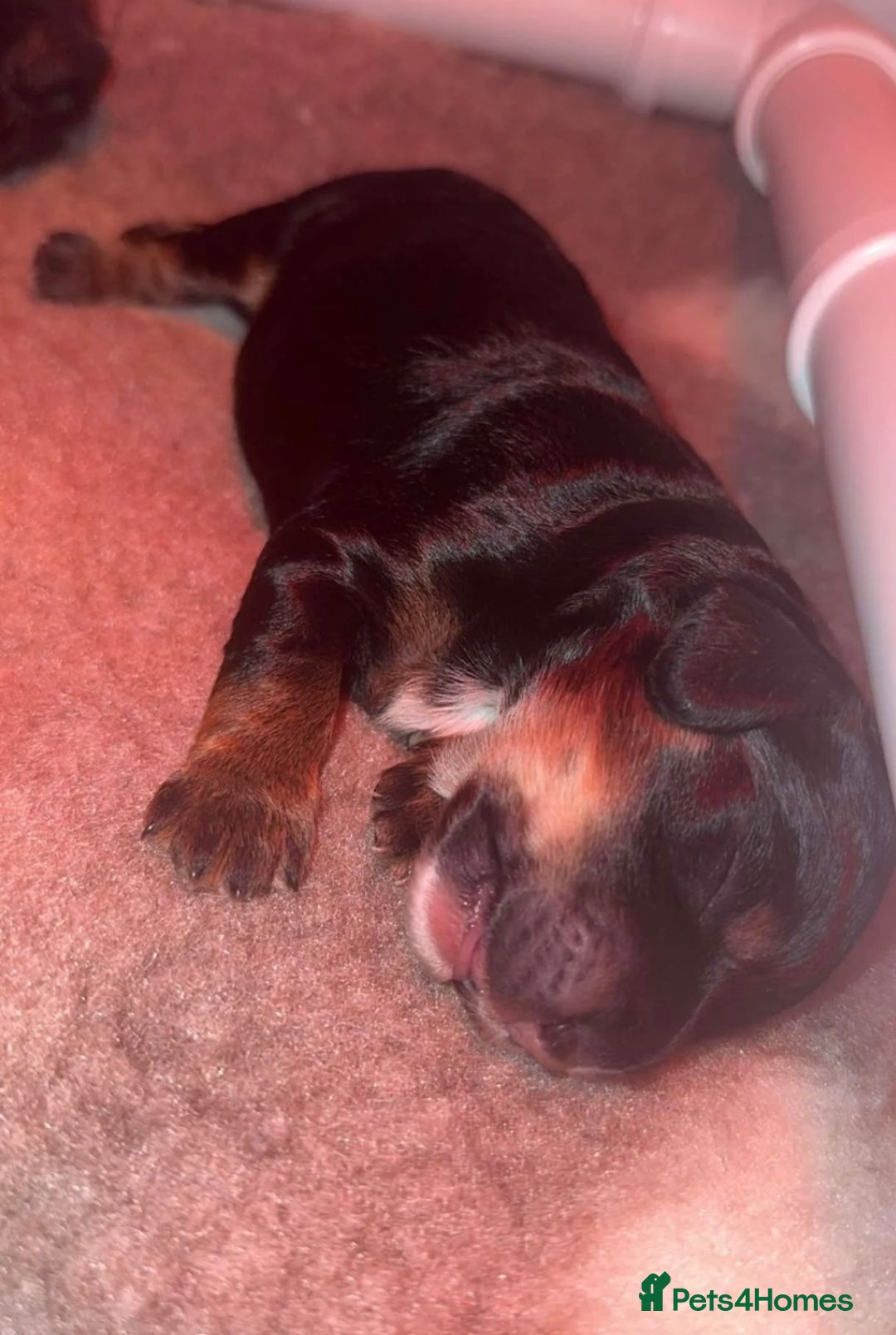 Cockapoo dogs for sale: CHAMPION COCKAPOO - Advert 16