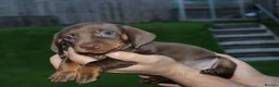 Dachshund dogs for sale: 7 dachshund pups for sale in Bradford - Advert 17