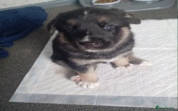 Shepsky dogs for sale: Shepsky puppies  - Image 2