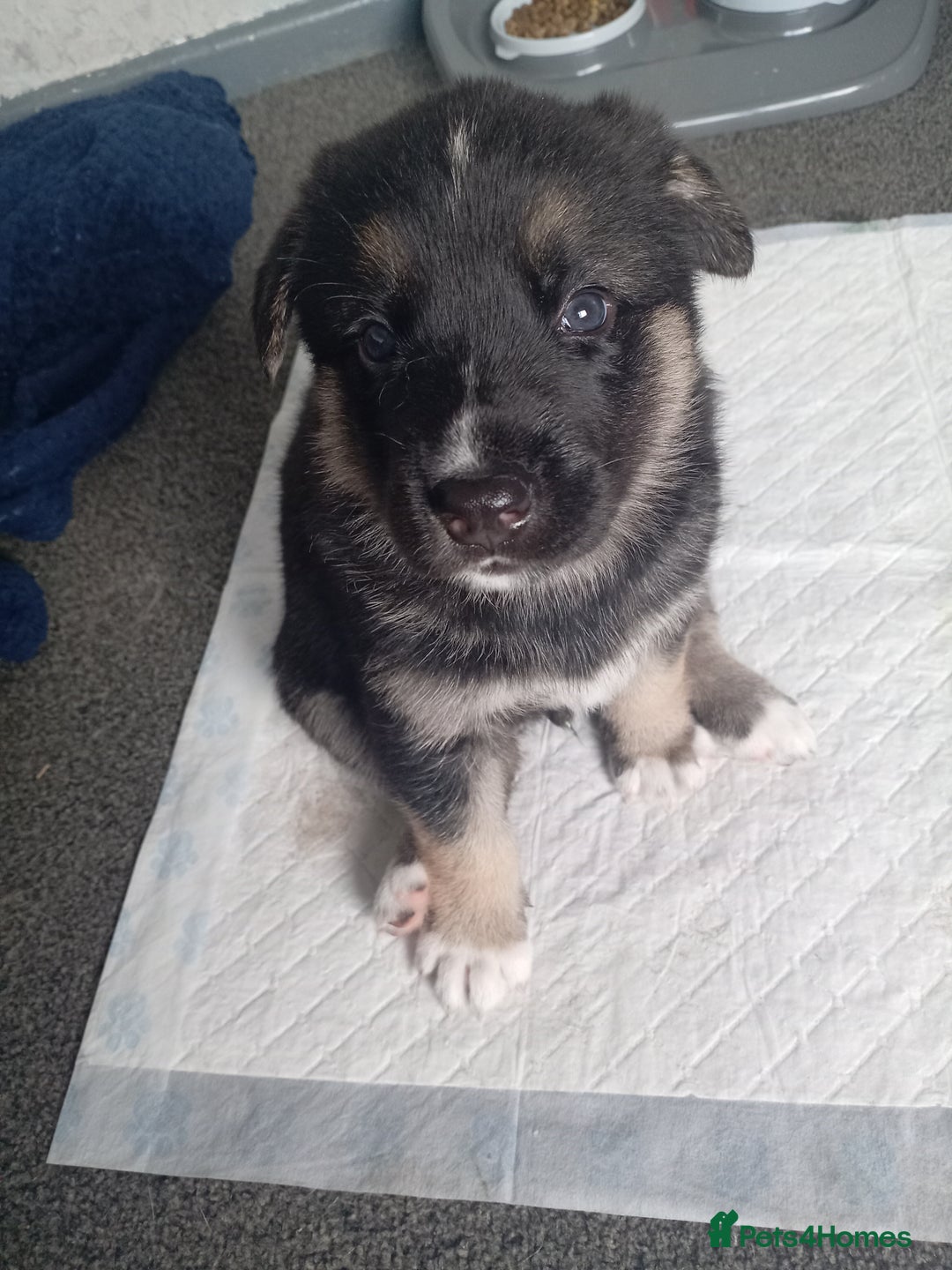 Shepsky dogs for sale: Shepsky puppies  - Image 2