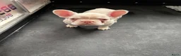 French Bulldog dogs for sale: French Bulldog Puppies KC registered  - Advert 8