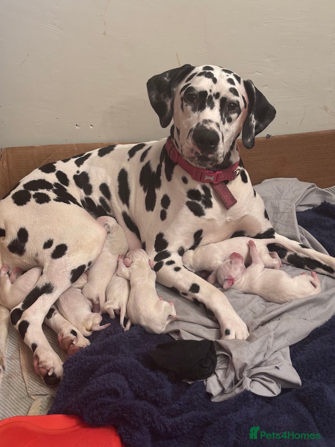 Dalmatian dogs for sale: Dalmatian puppies litter of 5 - Image 3