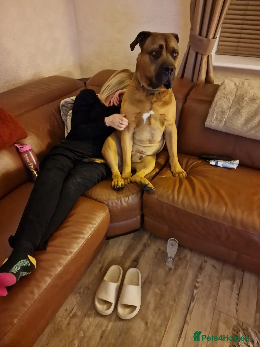 Boerboel dogs for stud: Boerboel  ** tiff for stud in Accrington - Advert 2