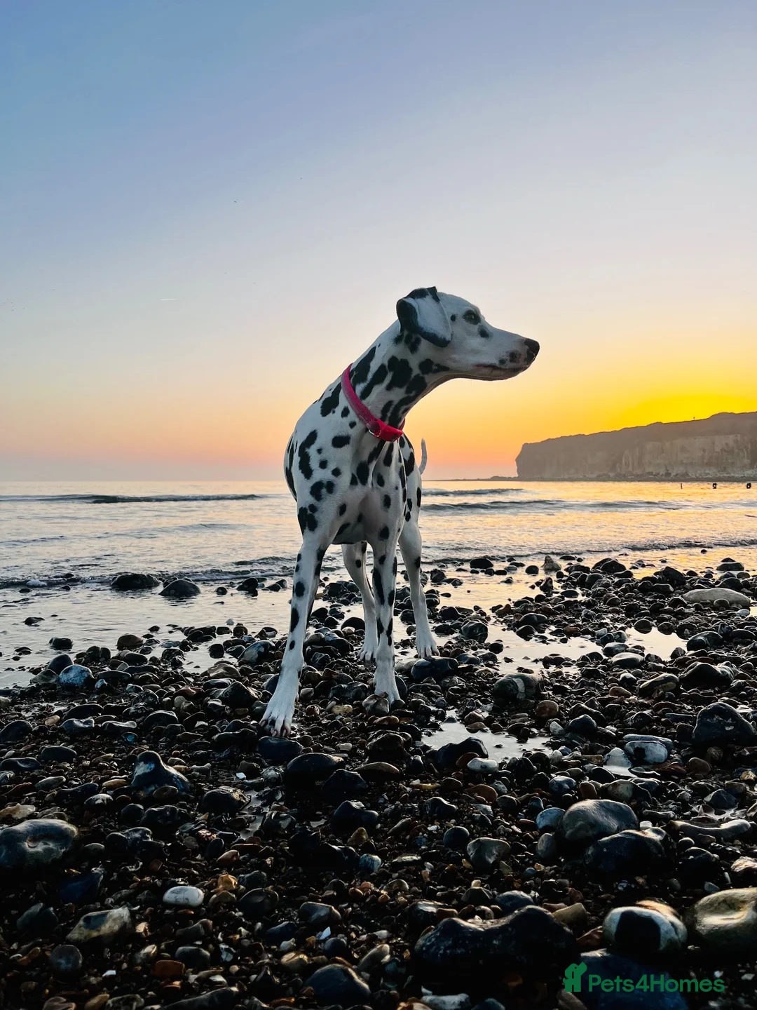 Dalmatian dogs for sale: Female deaf Dalmatian  in Southsea - Advert 31