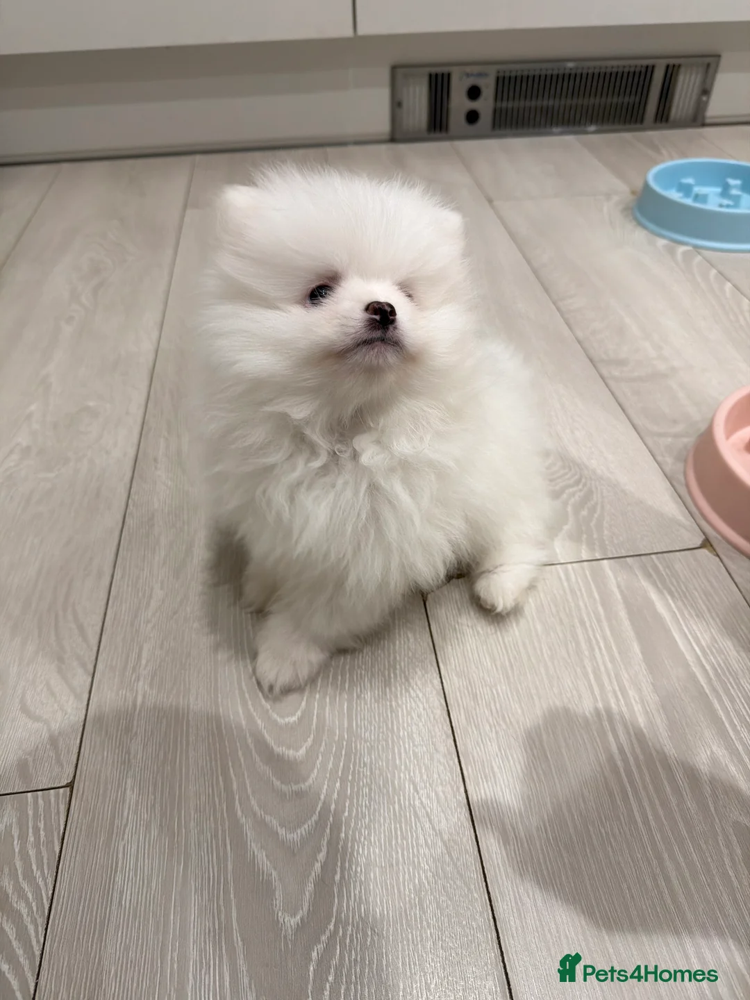 Pomeranian dogs for sale: 1 white pure bred pomerainian puppy left! - Advert 8