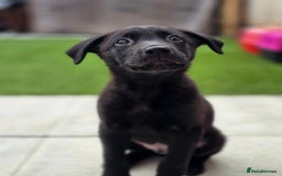 Mixed Breed dogs for sale: Beautiful black Belgain Malinois X Labrador  - Image 5