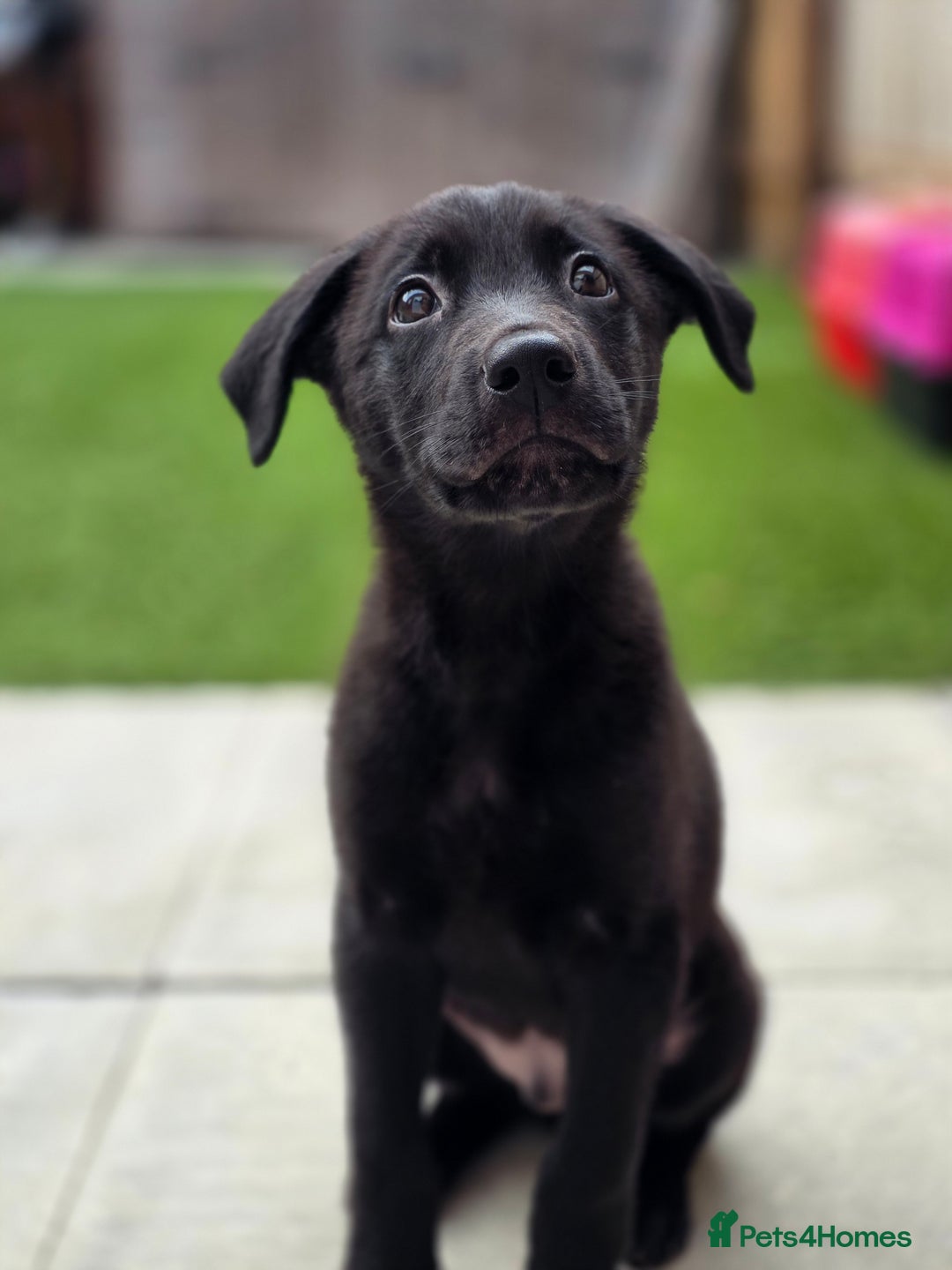 Mixed Breed dogs for sale: Beautiful black Belgain Malinois X Labrador  - Image 5