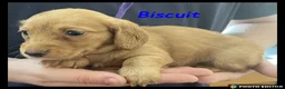 Miniature Dachshund dogs for sale: Miniature Dachshund puppies ⭐⭐ - Advert 4
