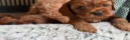Cavapoo dogs for sale: Red Cavapoo Puppies - 5 weeks old.  in Doncaster - Advert 2