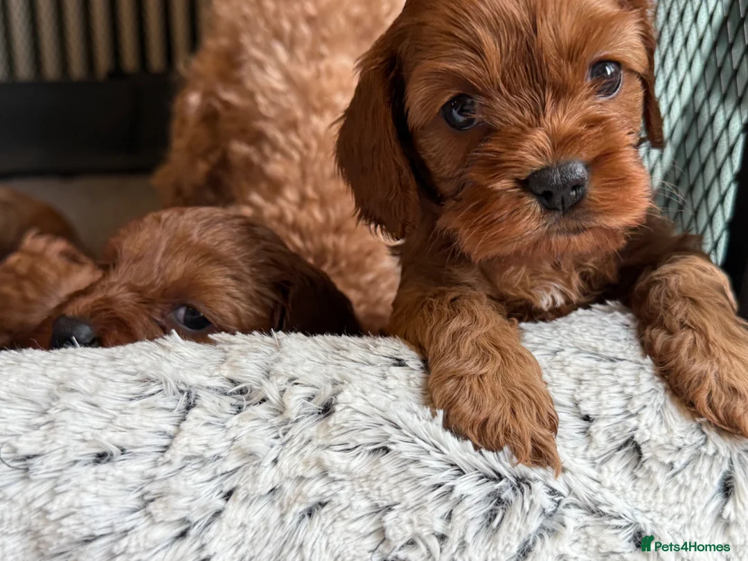 Cavapoo dogs for sale: Red Cavapoo Puppies - 5 weeks old.  in Doncaster - Advert 2