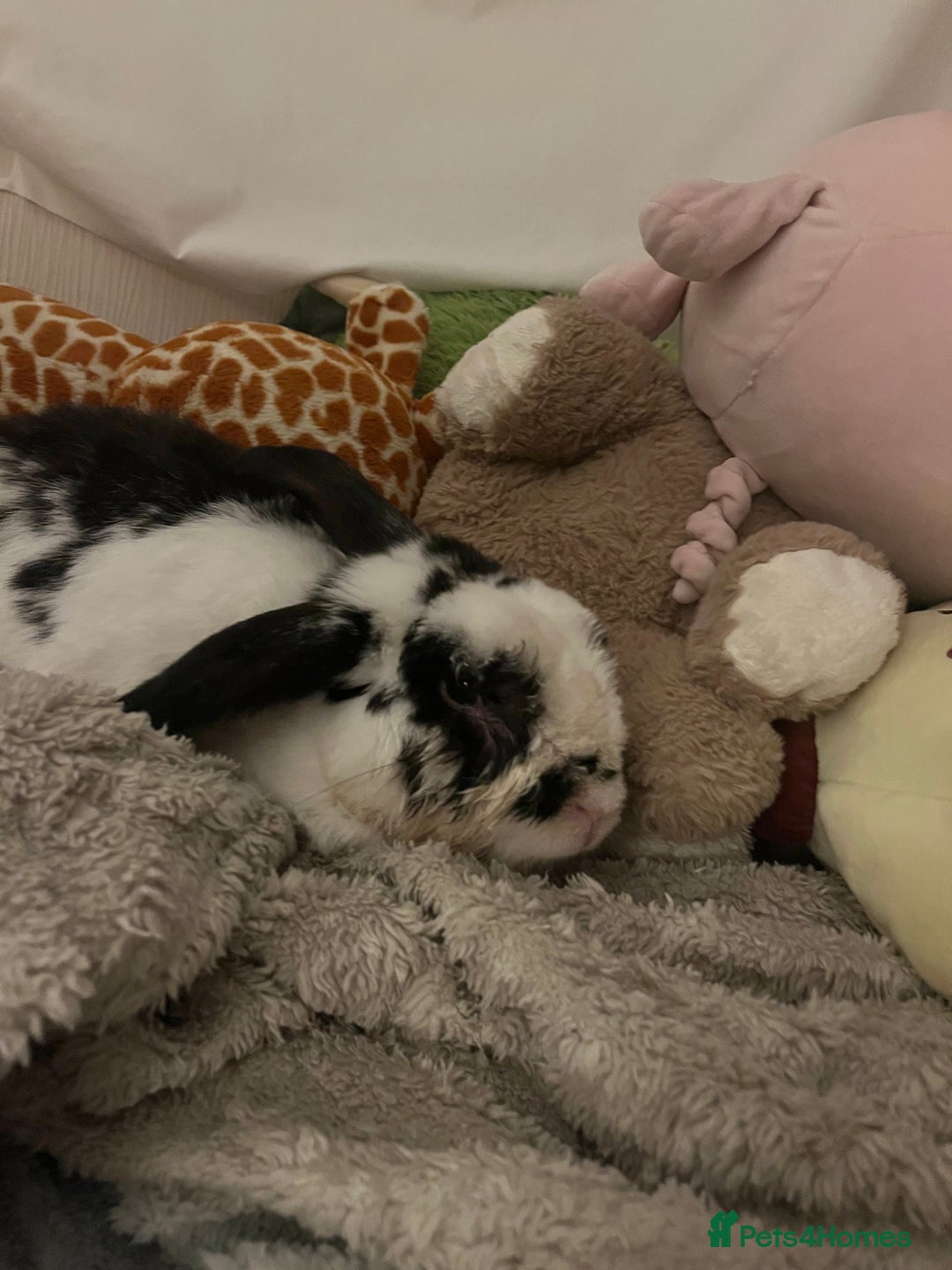 Mixed Breed rabbits for sale: Male rabbit thumper for rehoming - Advert 7