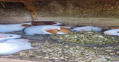 Guinea Pig rodents - Advert 4