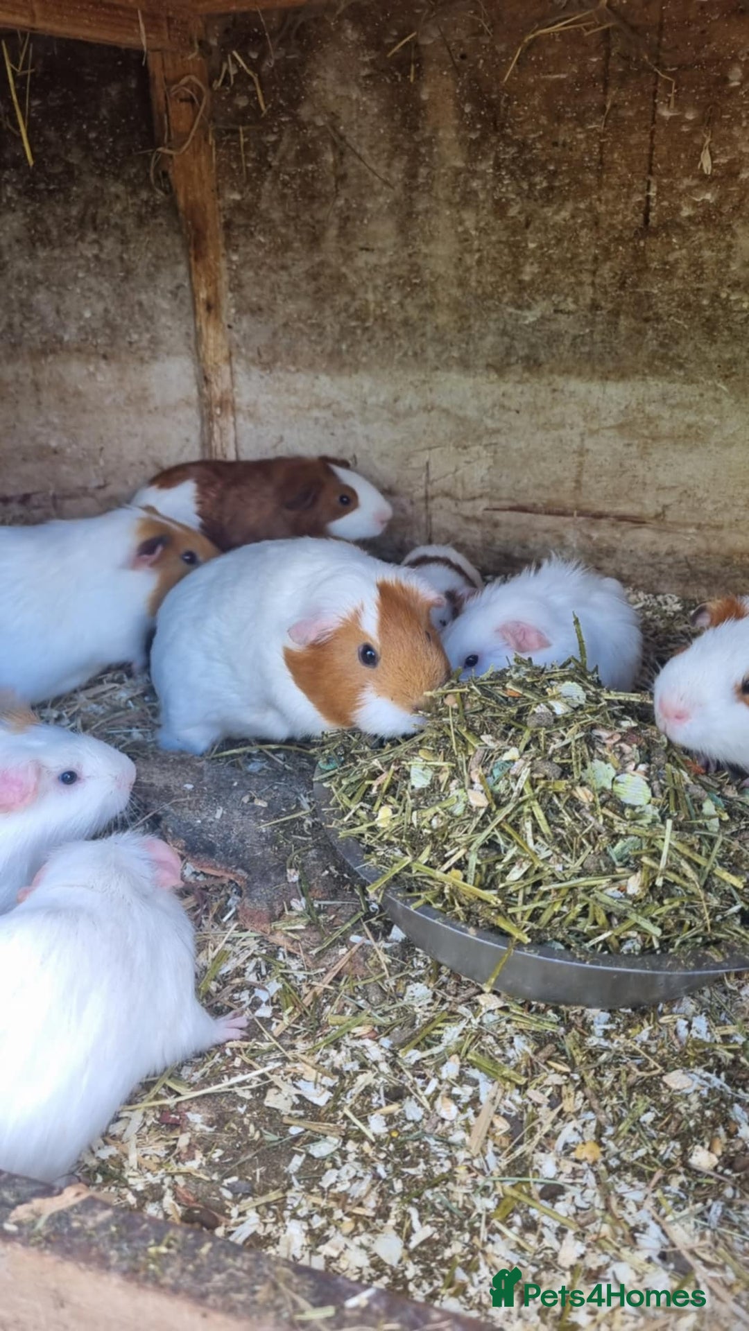 Guinea Pig rodents for sale: 8 week old + male guineapigs - Image 2