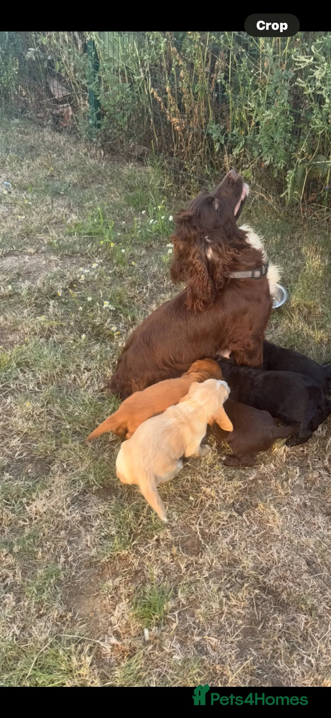 Cocker Spaniel dogs for sale: BEAUTIFUL COCKER SPANIEL PUPPIES  - Advert 2
