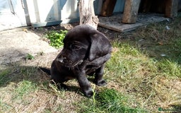 Labrador Retriever dogs for sale: Full health checked black boy pups - Image 2