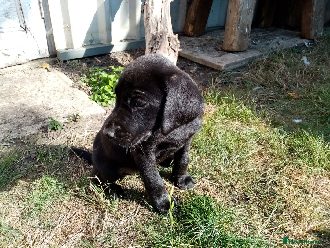 Labrador Retriever dogs for sale: Full health checked black boy pups - Image 2