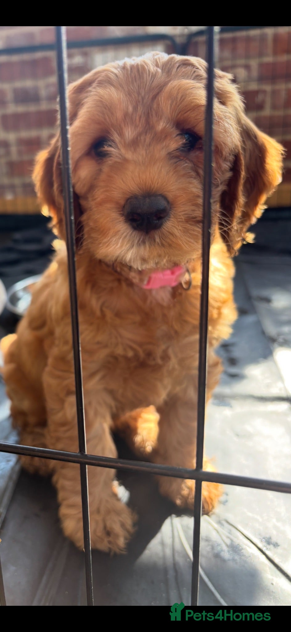 Cockapoo dogs Cockerpoos red and apricot  - Advert 1
