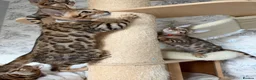 Bengal cats for sale: 🐆 Adorable pedigree Bengal kittens 🐆 - Advert 7
