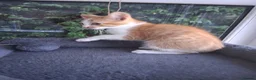 Mixed Breed cats for sale: Rare female Ginger Tabbies 😻 - Advert 21