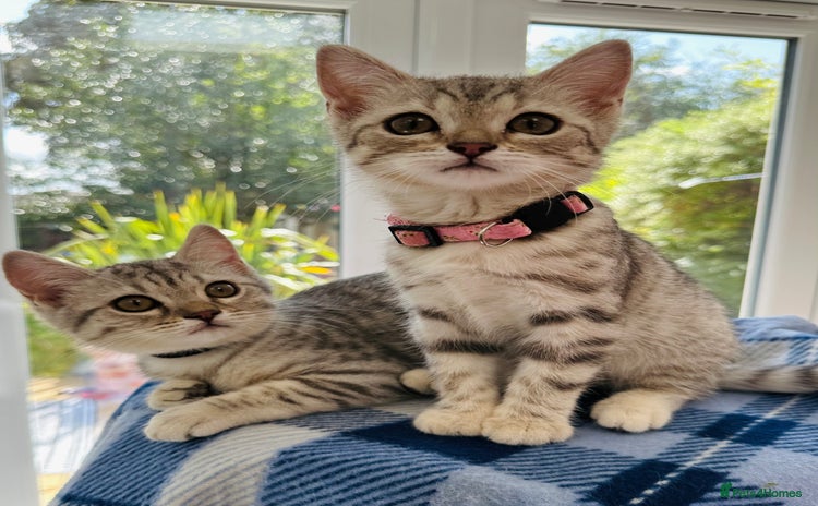 British Shorthair cats - Advert 9