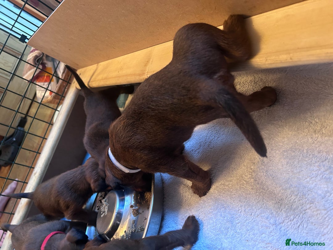 Irish Terrier dogs for sale: Male Irish Terrier Puppies - Image 13