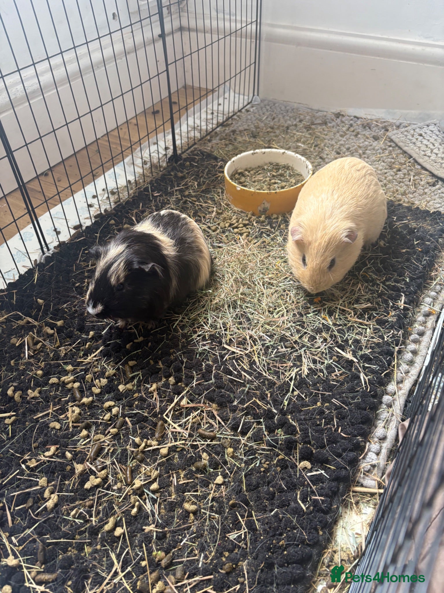 Guinea Pig rodents Percy, Quincy, Barry & Raymond (Baz n Ray) - Advert 15