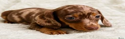 Miniature Dachshund dogs for sale: Miniature Dachshund Pups LICENSED BREEDER - Advert 2