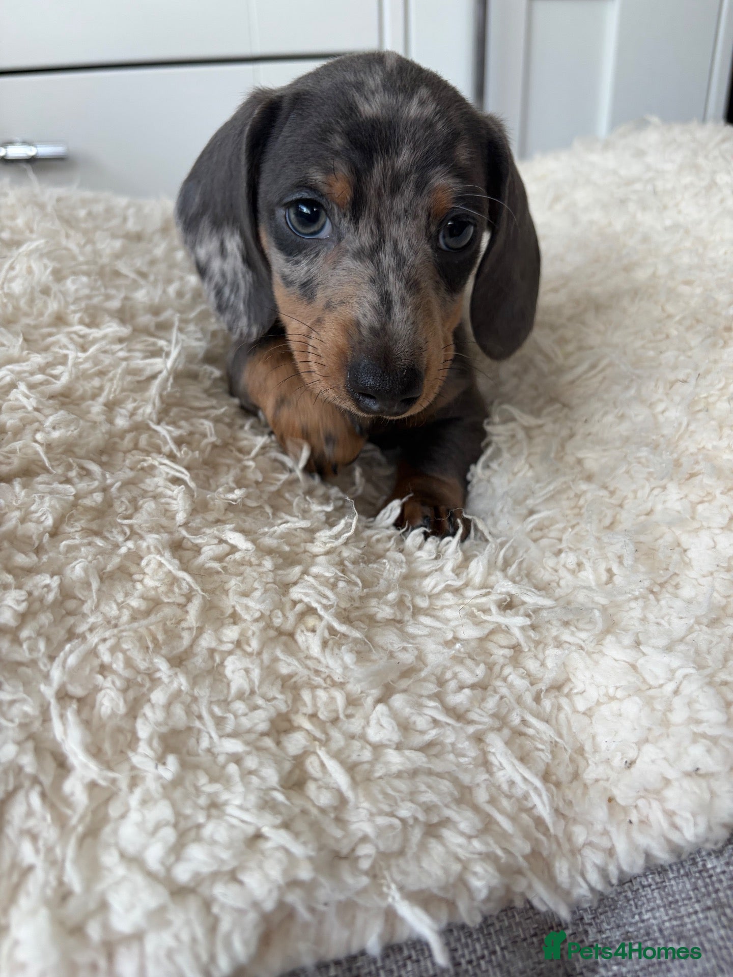 Miniature Dachshund dogs Miniature dachshunds  - Advert 1