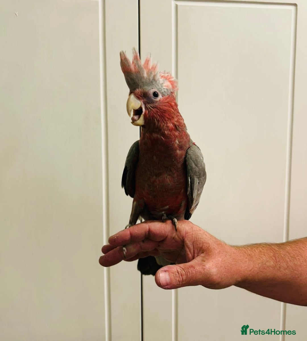 Cockatoo birds for sale: Baby hand reared galah cockatoos  - Image 4