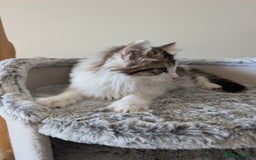 Maine Coon cats for sale: Maine Coon kittens - Image 10