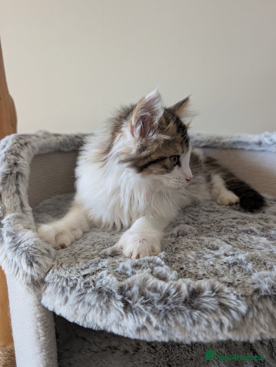 Maine Coon cats for sale: Maine Coon kittens - Image 10