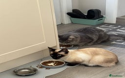 Siamese cats for sale: River - Image 4