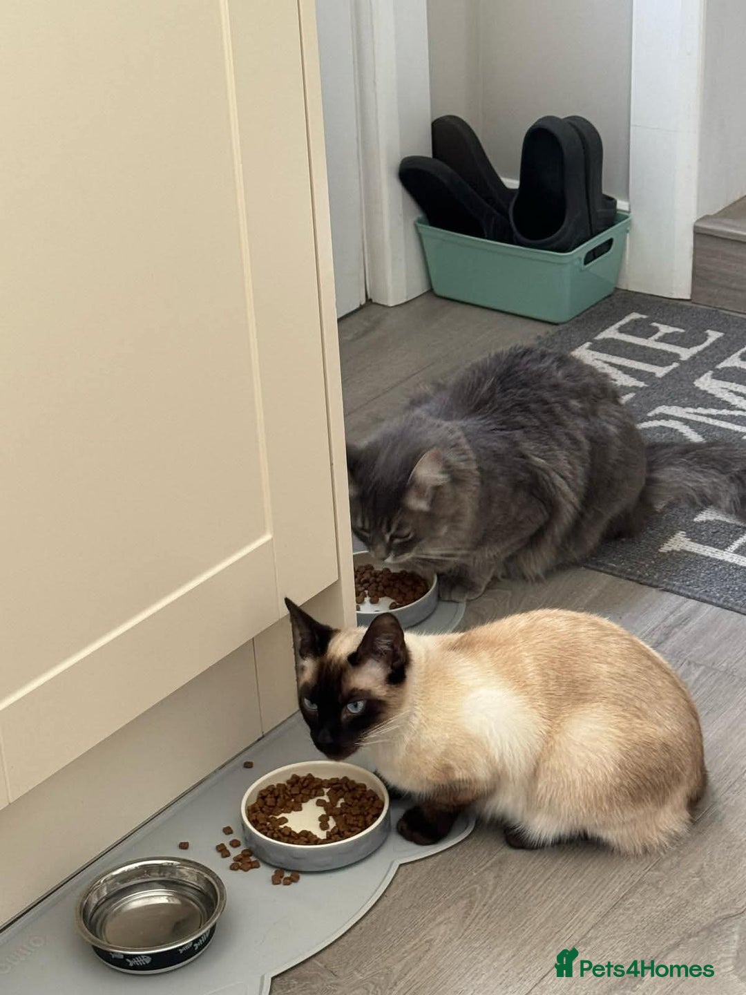 Siamese cats for sale: River - Image 4