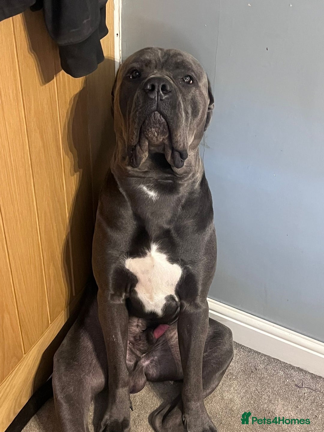 Cane Corso dogs for sale: Cane Corso for rehome - Advert 3