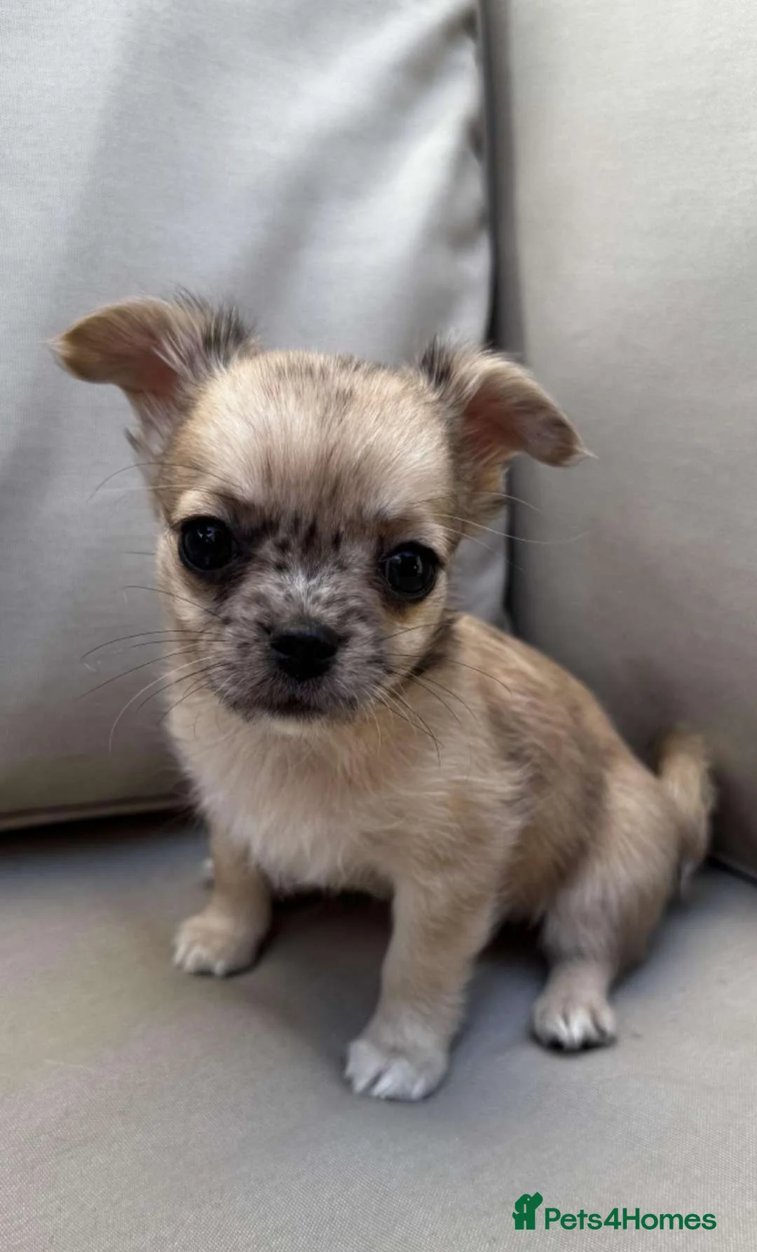 Pomchi dogs for sale: 6 Beautiful 3/4 chihuahua 1/4 pomeranian puppies, in Derby - Advert 2