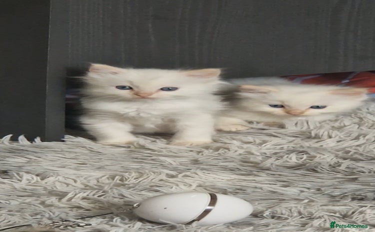 Ragdoll cats - Advert 3