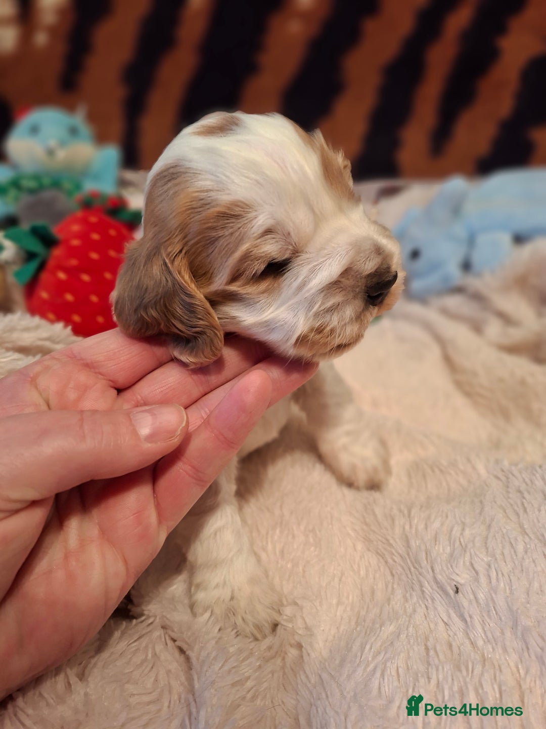 Cocker Spaniel dogs for sale: KC Registered Stunning Show tipe cocker spaniel  - Advert 4