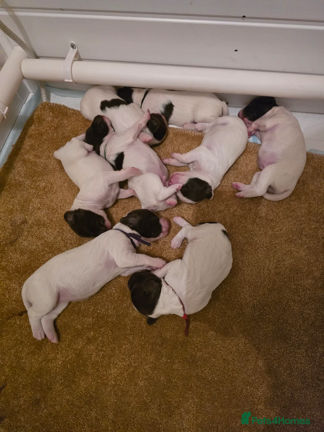 English Springer Spaniel dogs for sale:  Health tested Springer Spaniel puppies - Advert 14