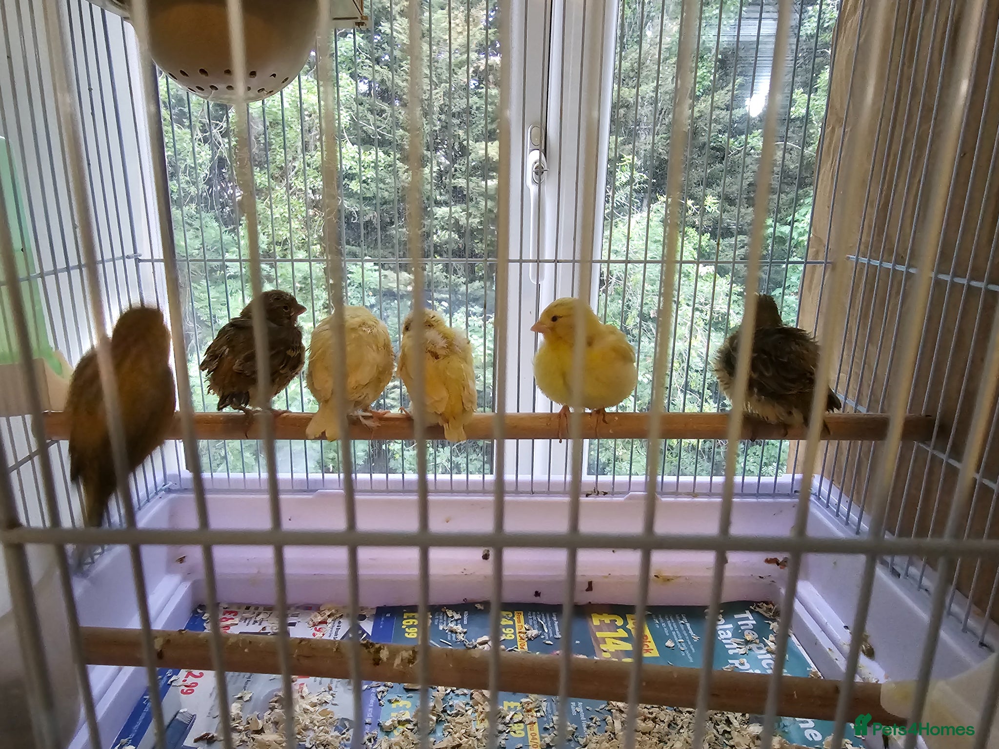 Canaries birds Beautiful Young Canaries For Sale - Advert 2