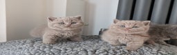 British Shorthair cats for stud: Champion lilac stud  in Derby - Advert 4