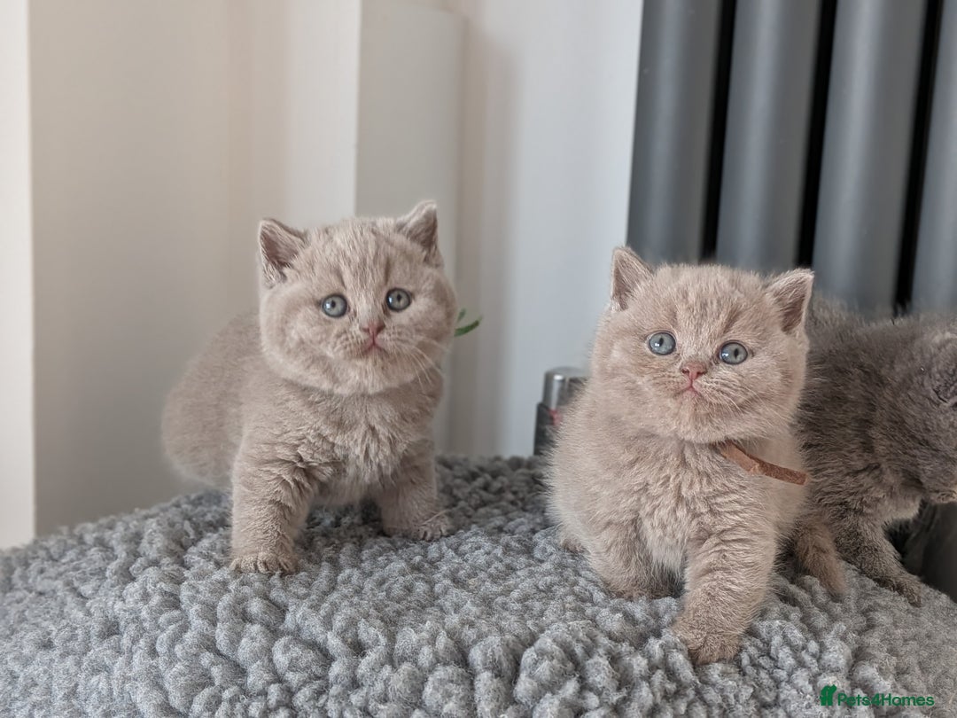 British Shorthair cats for stud: Champion lilac stud  in Derby - Advert 4