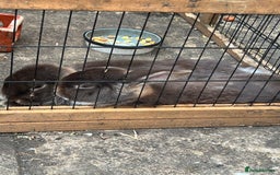 English Lop rabbits for sale: 2 male brothers  - Image 4