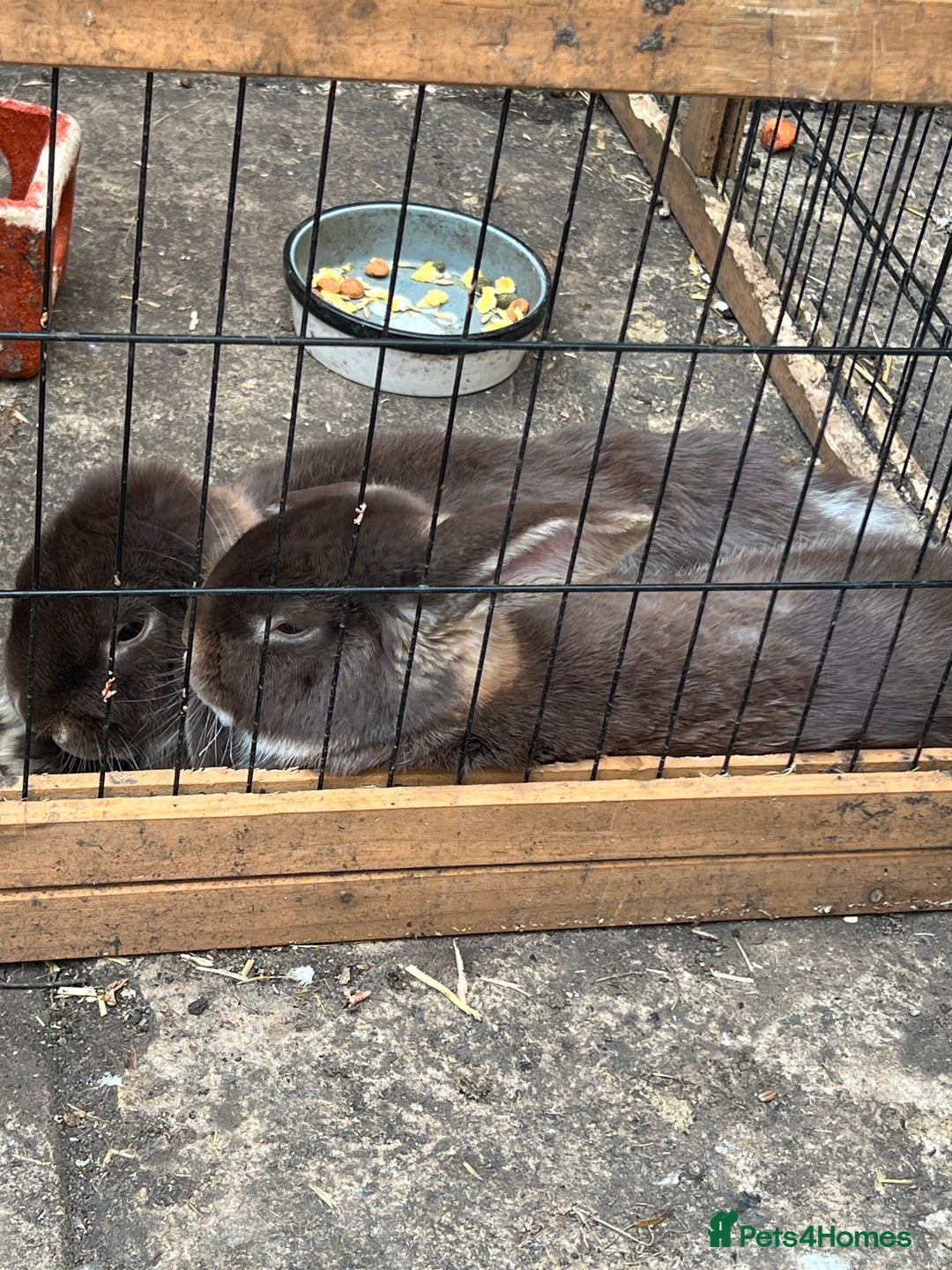 English Lop rabbits for sale: 2 male brothers  - Image 4